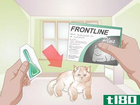 如何给猫咪使用Frontline(administer frontline for cats)