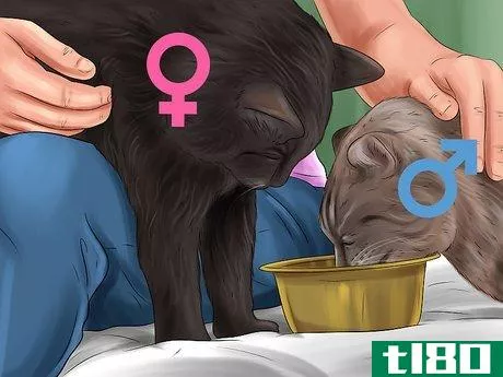 Image titled Adopt a Cat Through a Rescue Organization Step 12