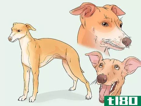 如何收养灰狗(adopt a greyhound)