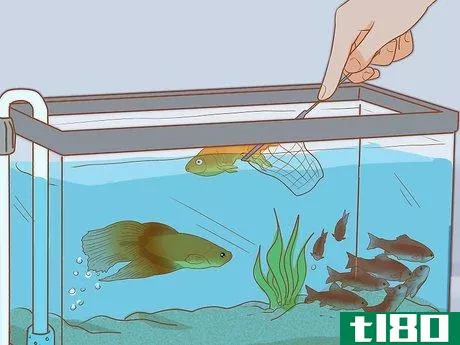 Image titled Add Fish to a New Tank Step 18