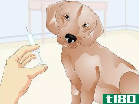 Image titled Administer Shots to Dogs Step 2