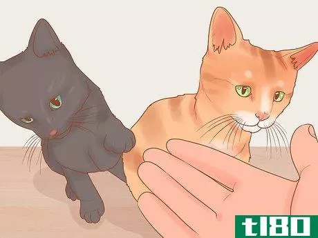 Image titled Adopt a Pair of Kittens Step 3