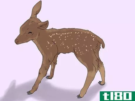 Image titled Age a Deer Step 2