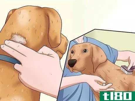 Image titled Administer a Vaccine to a Dog Step 6