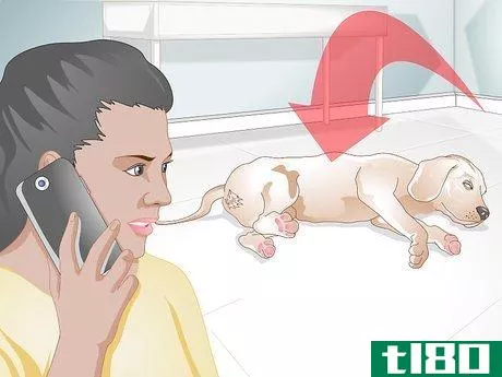 Image titled Apply Advantage to Dogs Step 10