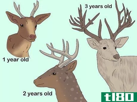 Image titled Age a Deer Step 6