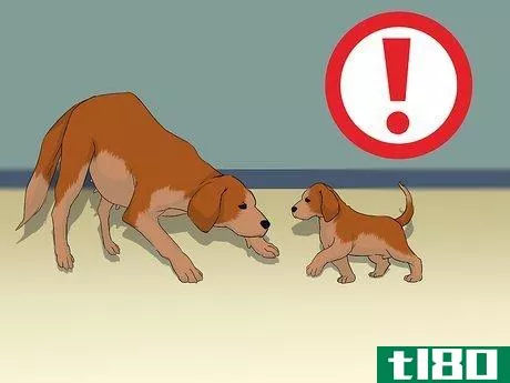 Image titled Add a Puppy to the Family Whilst Your Dog Is Pregnant Step 9