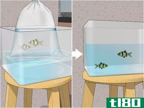 Image titled Acclimate Your Fish to a New Aquarium Step 7