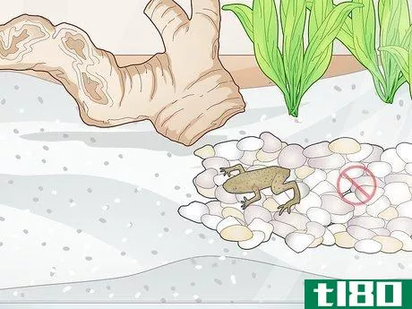 Image titled Add a Frog to a Fish Tank Step 3