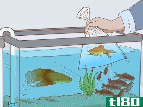 Image titled Add Fish to a New Tank Step 17