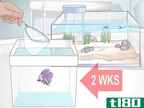 Image titled Add a Betta to a Community Tank Step 1