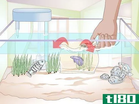 Image titled Add a Betta to a Community Tank Step 5