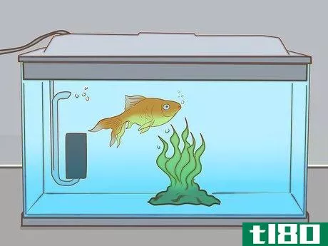 Image titled Add Fish to a New Tank Step 13