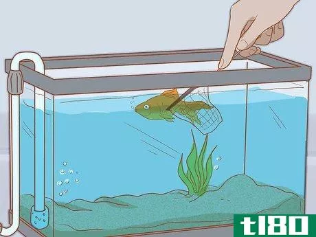 Image titled Add Fish to a New Tank Step 11
