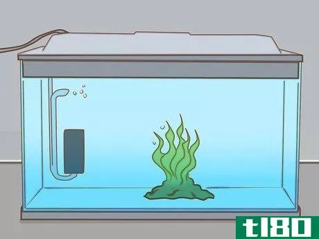 Image titled Add Fish to a New Tank Step 12
