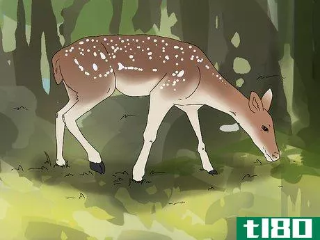 Image titled Age a Deer Step 5