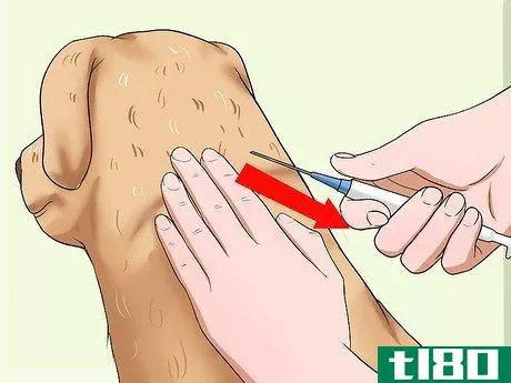 Image titled Administer a Vaccine to a Dog Step 8