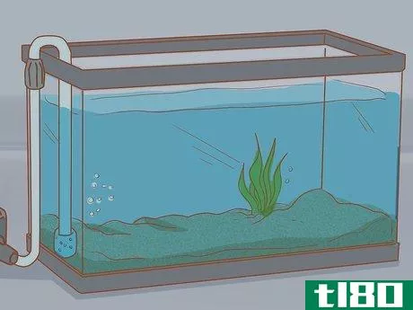 Image titled Add Fish to a New Tank Step 8