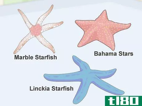 Image titled Acclimate Starfish Step 14