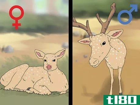 Image titled Age a Deer Step 1