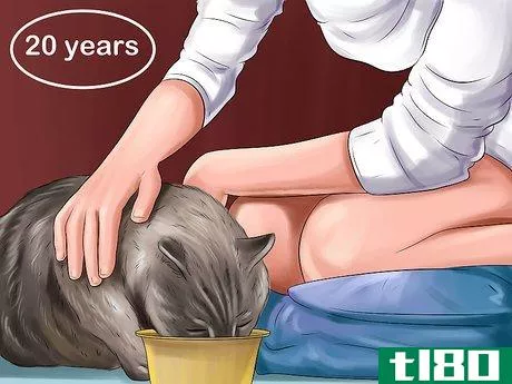 Image titled Adopt a Cat Through a Rescue Organization Step 11