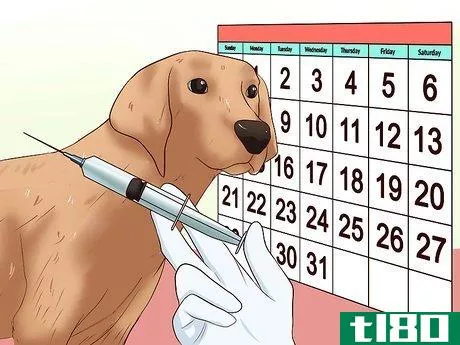 Image titled Administer a Vaccine to a Dog Step 4