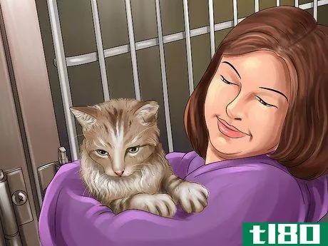 Image titled Adopt a Cat Through a Rescue Organization Step 5