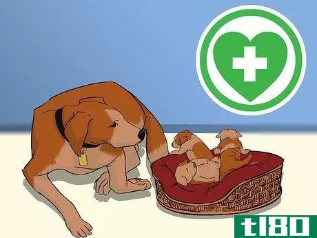 Image titled Add a Puppy to the Family Whilst Your Dog Is Pregnant Step 12