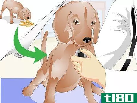 Image titled Administer Shots to Dogs Step 11