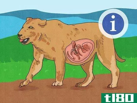 Image titled Answer Where Do Babies Come From Step 12
