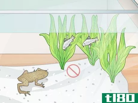 Image titled Add a Frog to a Fish Tank Step 1