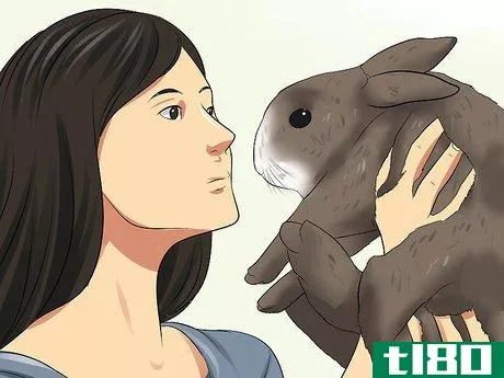 Image titled Adopt a Rabbit from a Shelter Step 7