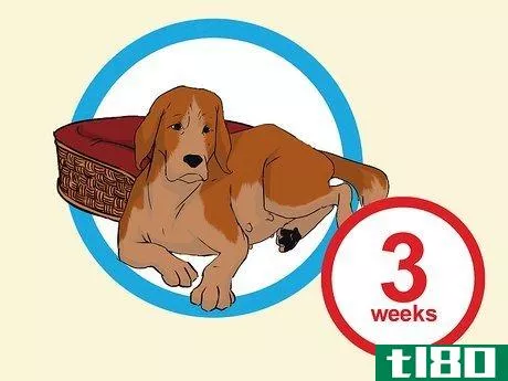 Image titled Add a Puppy to the Family Whilst Your Dog Is Pregnant Step 11