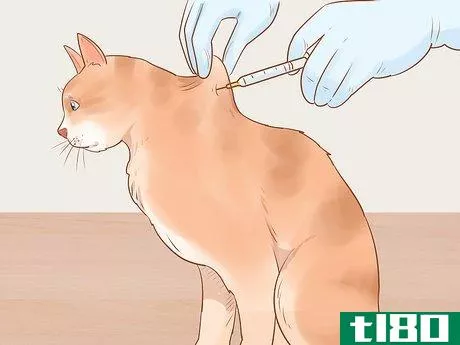 Image titled Administer Insulin to a Cat Step 14