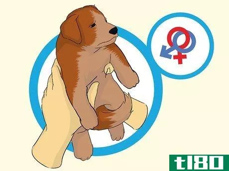Image titled Add a Puppy to the Family Whilst Your Dog Is Pregnant Step 4