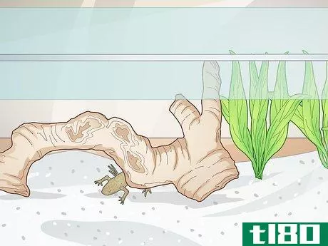 Image titled Add a Frog to a Fish Tank Step 2