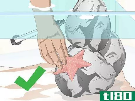 Image titled Acclimate Starfish Step 8