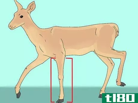 Image titled Age a Deer Step 4