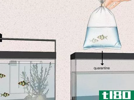 如何让你的鱼适应新的水族馆(acclimate your fish to a new aquarium)