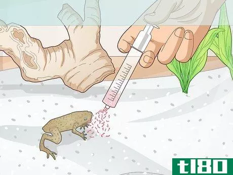 Image titled Add a Frog to a Fish Tank Step 6