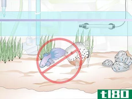 Image titled Add a Betta to a Community Tank Step 13
