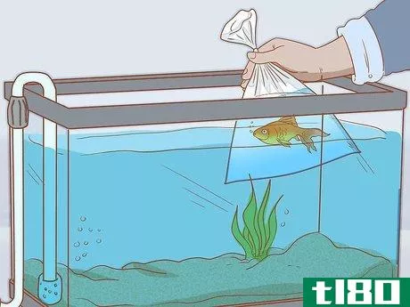 Image titled Add Fish to a New Tank Step 10