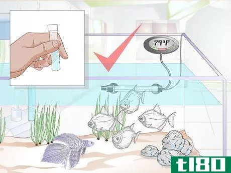 Image titled Add a Betta to a Community Tank Step 15