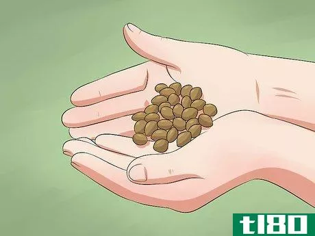 Image titled Germinate Cannabis Seeds Step 5