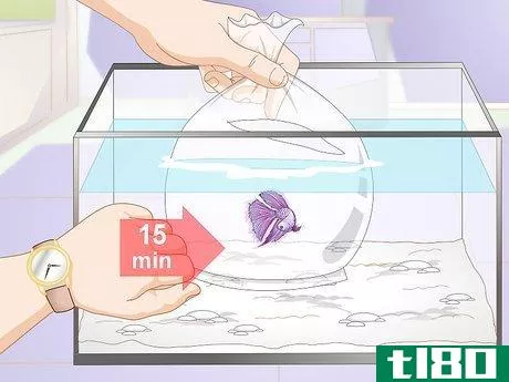 Image titled Acclimate Your Betta Step 7