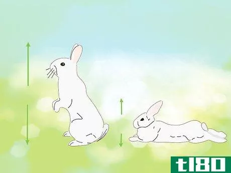 如何处理兔子的咬人和攻击性行为(address biting and aggressive behavior in a rabbit)