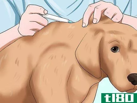 Image titled Administer a Vaccine to a Dog Step 7