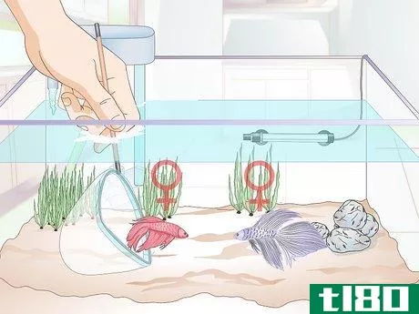 Image titled Add a Betta to a Community Tank Step 8