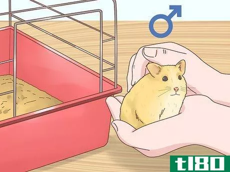 Image titled Care for Hamster Babies Step 6
