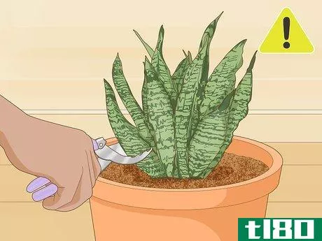 Image titled Care for a Sansevieria or Snake Plant Step 12